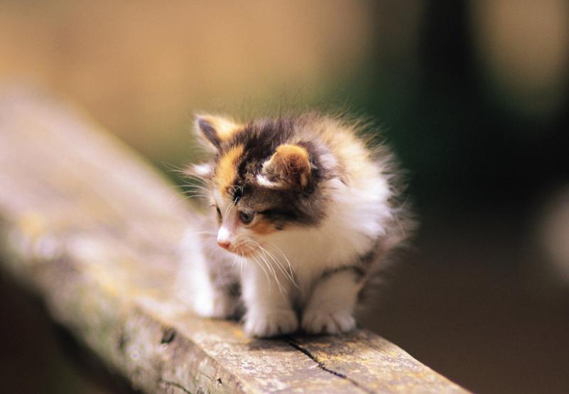 猫咪高空坠楼,关于猫咪坠楼的经验分享参考