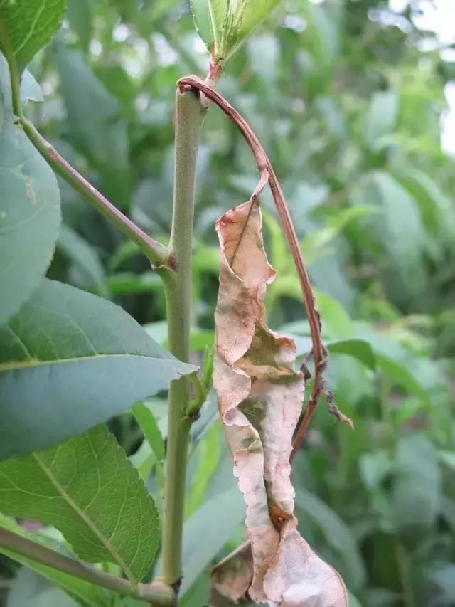 梨小食心虫的卵在桃树嫩梢上吗,怎样预防桃树食心虫