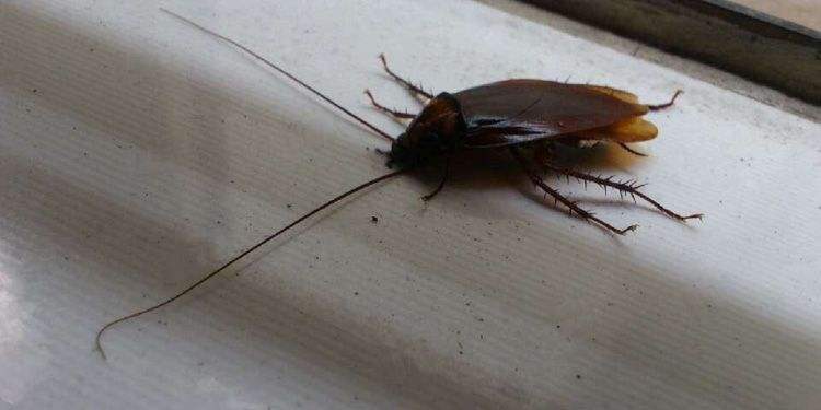 家里一旦有蟑螂怎么能给它根除,家里发现蟑螂怎么消灭掉