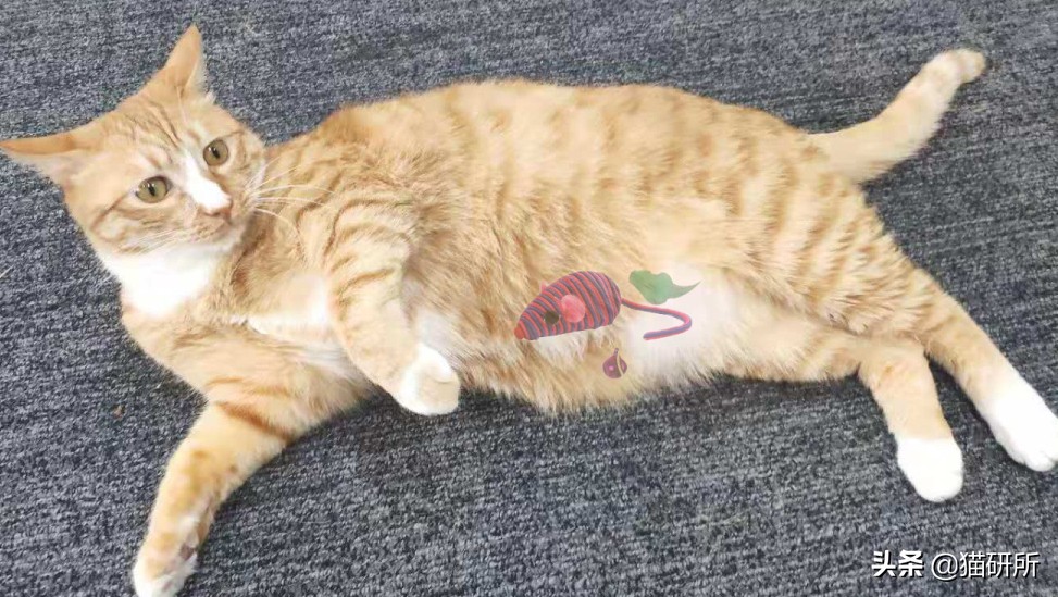 如果猫咪身体有异物会是什么表现,20个信号判断猫咪是否吞食异物