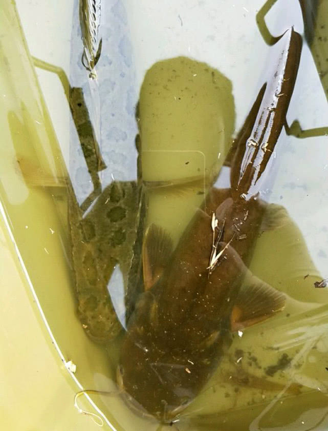 钓鲶鱼用什么饵最好呢,冬季钓鲶鱼的方法和技巧