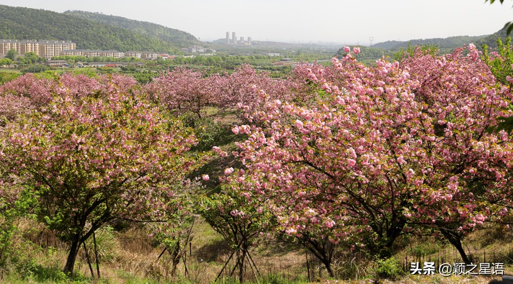 十里樱花十里尘,十五个赏樱地,赴一场樱花之恋