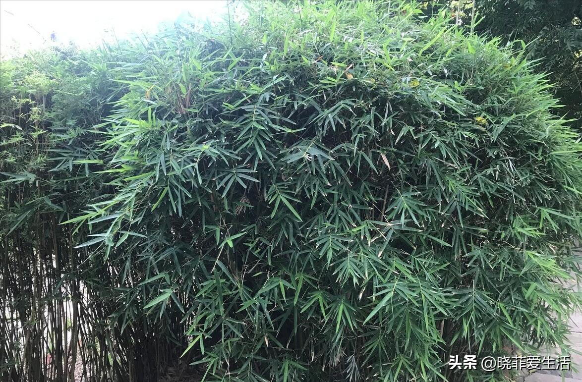 招财转运富贵竹怎么养时间长,家中养5种竹富贵不俗护家祥瑞