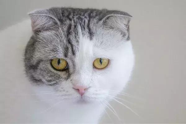 虐猫怎么处理最好,为什么虐猫的越来越多了