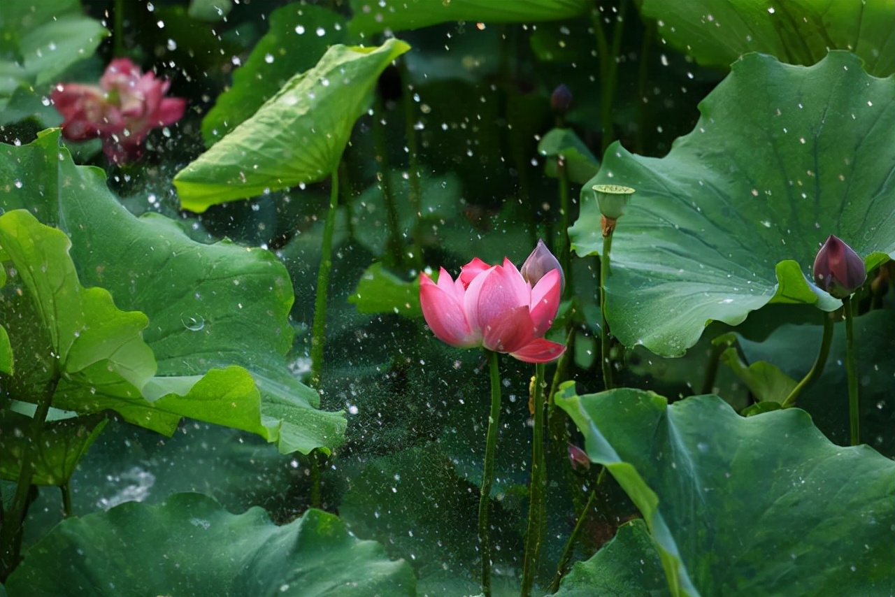 怎样描写荷花的比喻句,用比喻的修辞手法描写荷花一段话