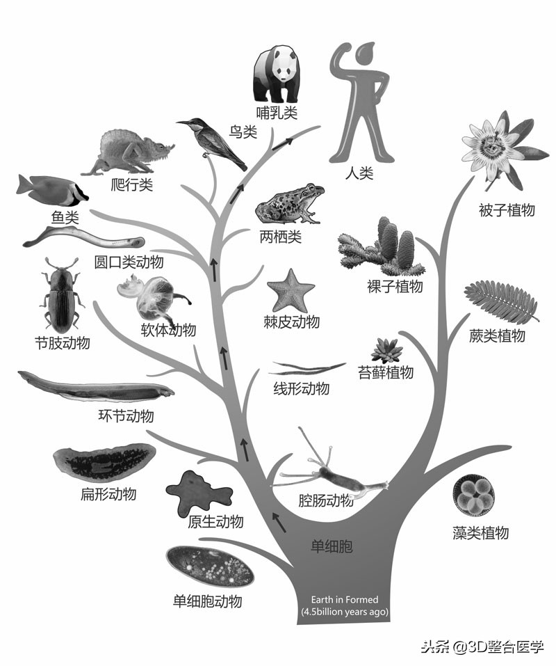 医学科普3d合集,史上最全3d医学动画下载网