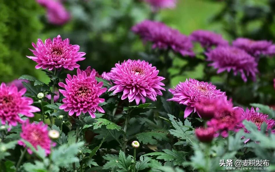 马跑泉公园有菊花展吗,庆祝菊花