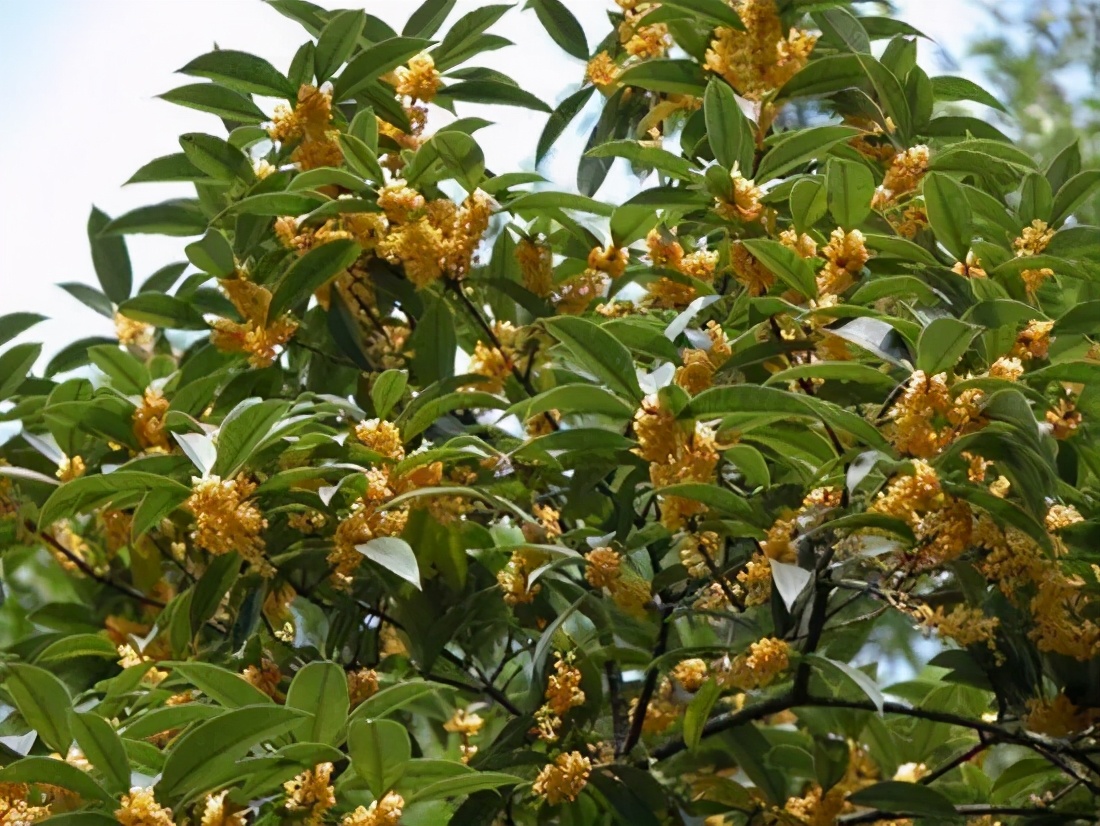 桂花发了好多新芽,桂花品种对比一览表