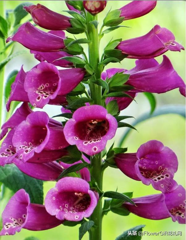 开花风铃草,开花植物金铃铛