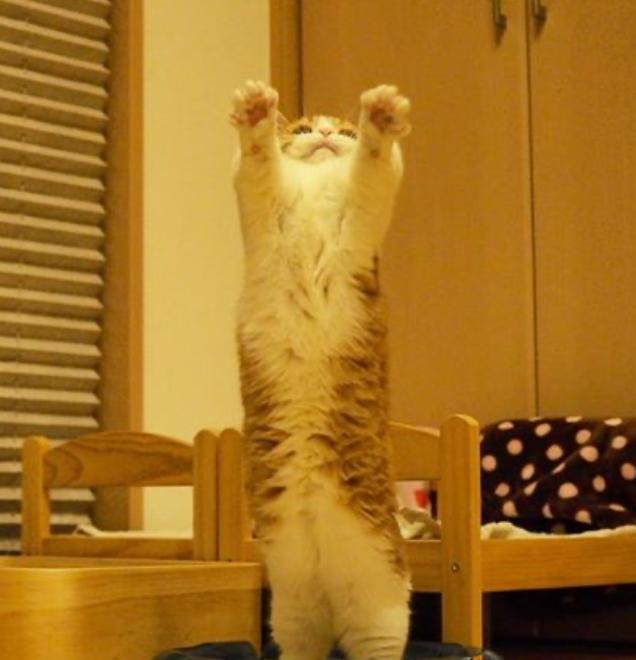 短腿兄妹,全网最火短腿猫