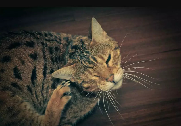 猫猫挠耳朵一定是耳螨吗,猫咪耳螨耳朵上挠秃有疤要涂药吗