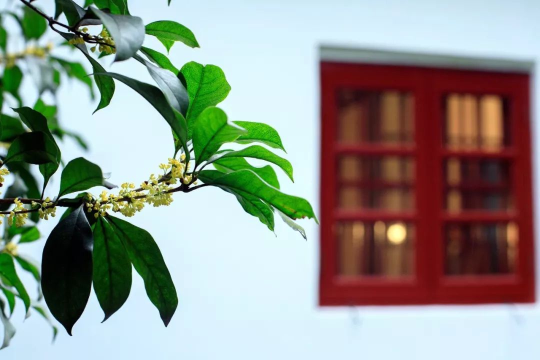 苏轼1987岁的生日,苏轼985岁生日图片