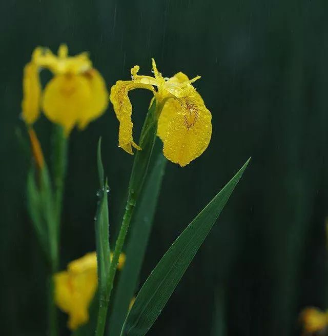 雨水花园植物区,雨水花园水生植物