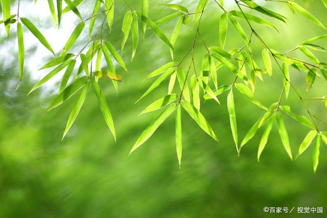 关于熊猫吃竹子的诗句,熊猫吃竹子的诗句