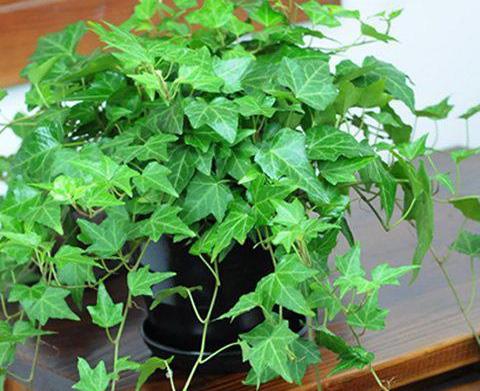 家里的盆栽花发臭该怎么办？自制4种香味肥，用了没异味