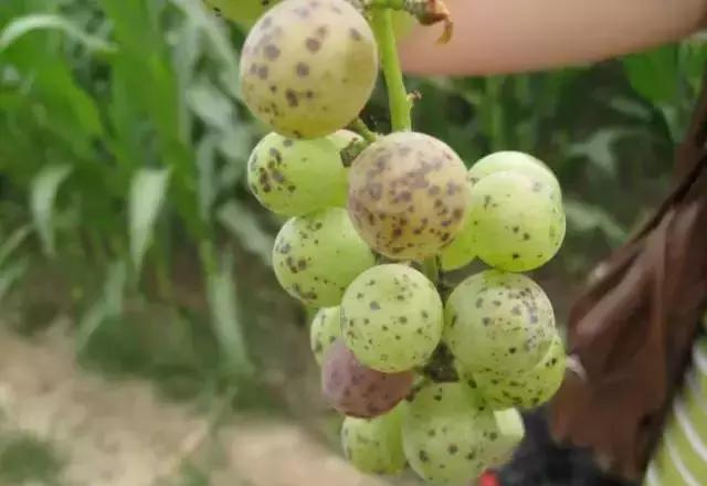 葡萄全年用药一览表2020,葡萄花后病害治疗方法