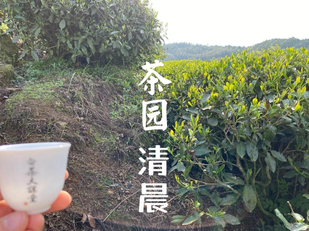 白茶白毫银针好还是纯芽头好,冷泡白茶选白毫银针还是白牡丹