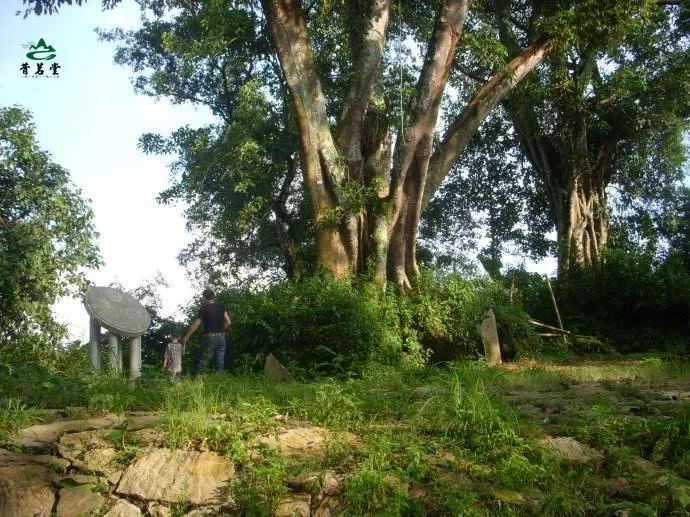 易武正山贡茶2007,专注易武贡茶