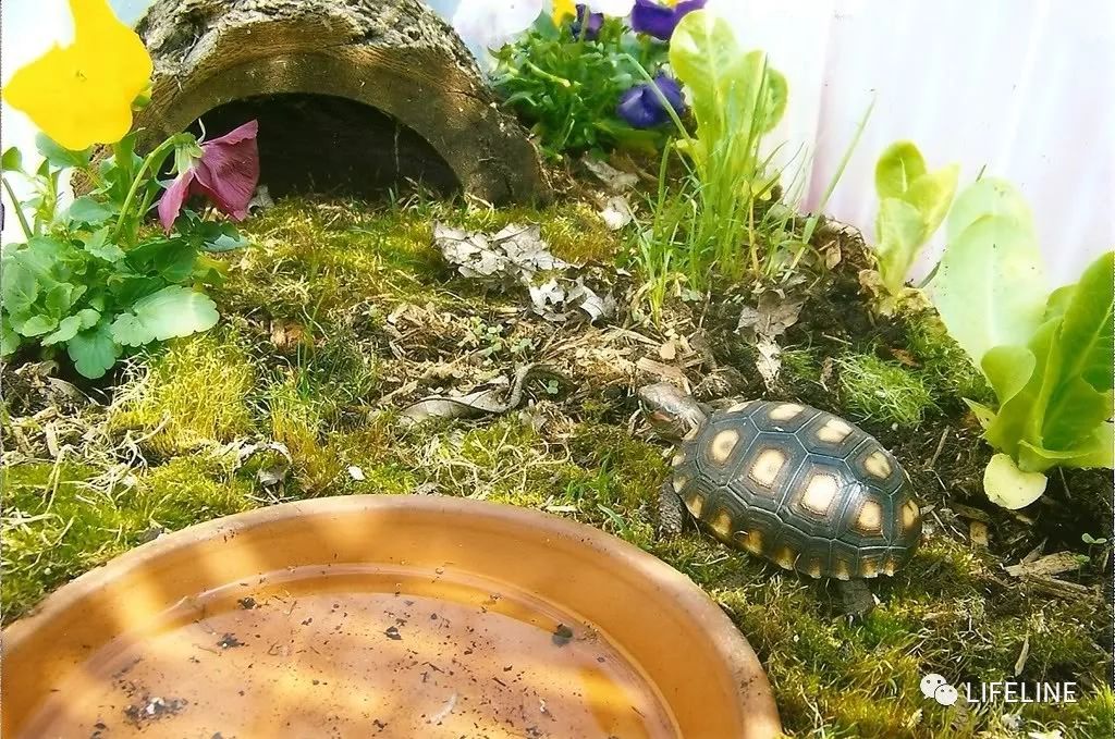 红腿陆龟怎么养活,新手养红腿陆龟准备什么