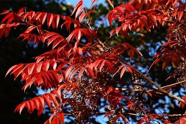 老君山上的树木品种有哪些,老君山观赏红叶的最佳地