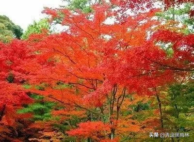 山海经中的扶桑与青铜神树,山海经扶桑树是史前文明