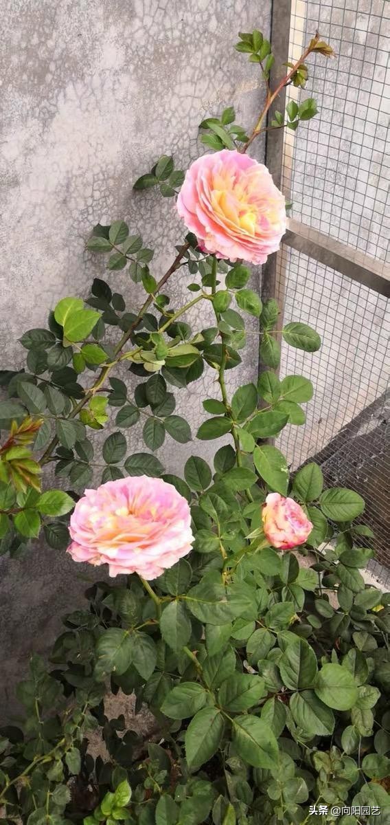 植物发现烂根怎么快速补救,植物烂根的原因及处理方法