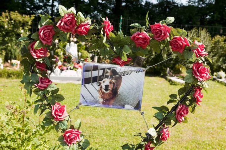 犬的记忆｜世界摄影经典