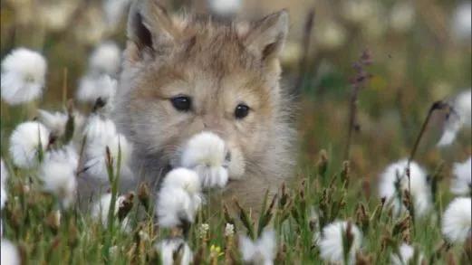 这6部电影足以秒杀大部分电影,十部必看旅行纪录片人文纪录片