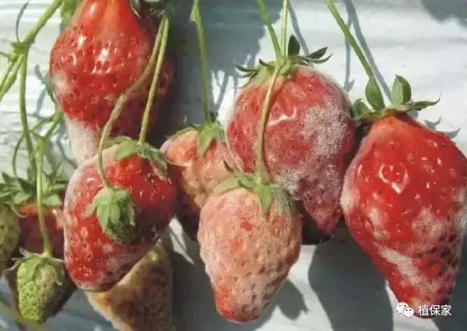 大棚草莓常见病虫害防治方法,南京地区草莓病虫害防治的现状