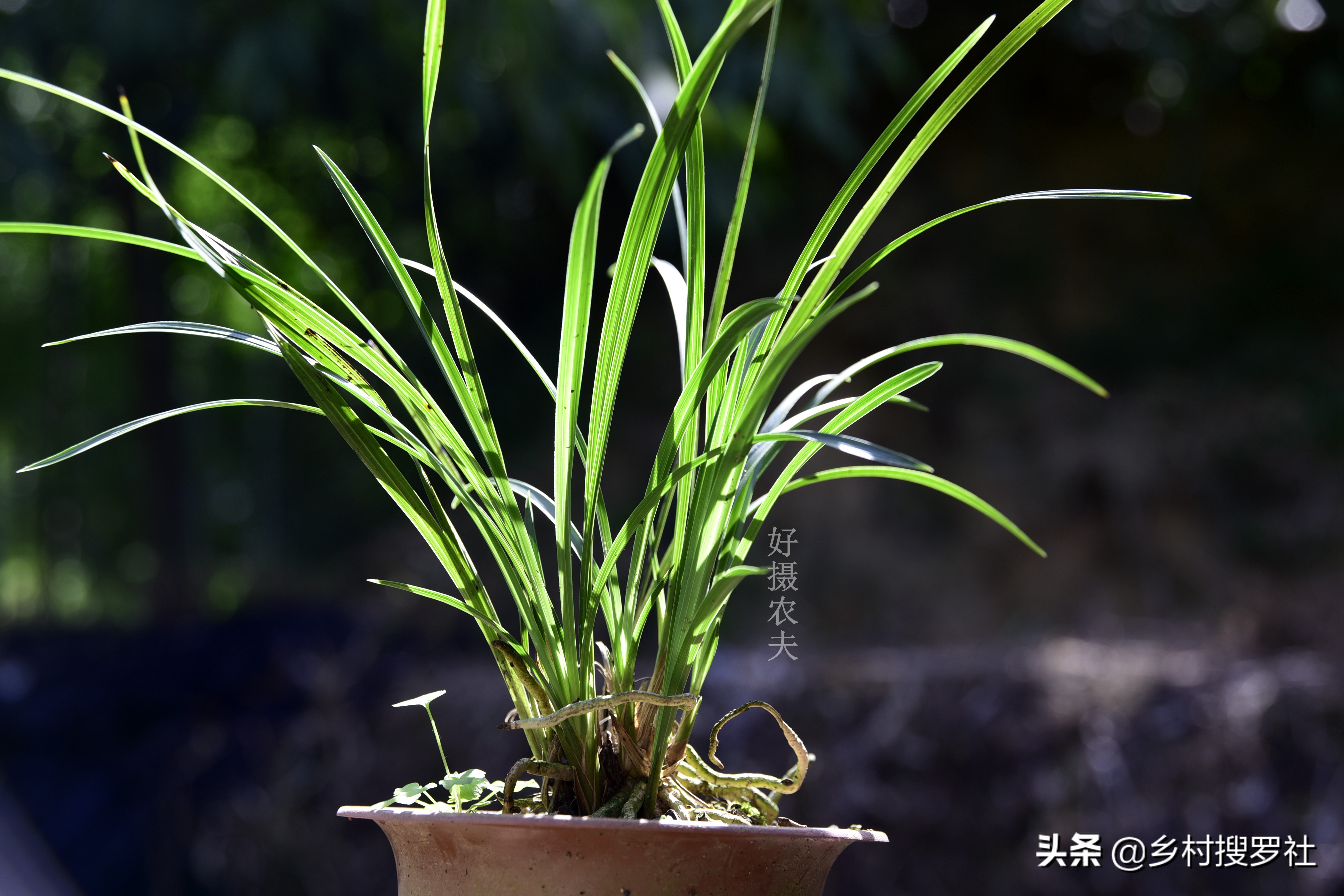 养兰花浇水避开这3点根壮花香,兰花耐旱能力强少浇水就能养得好