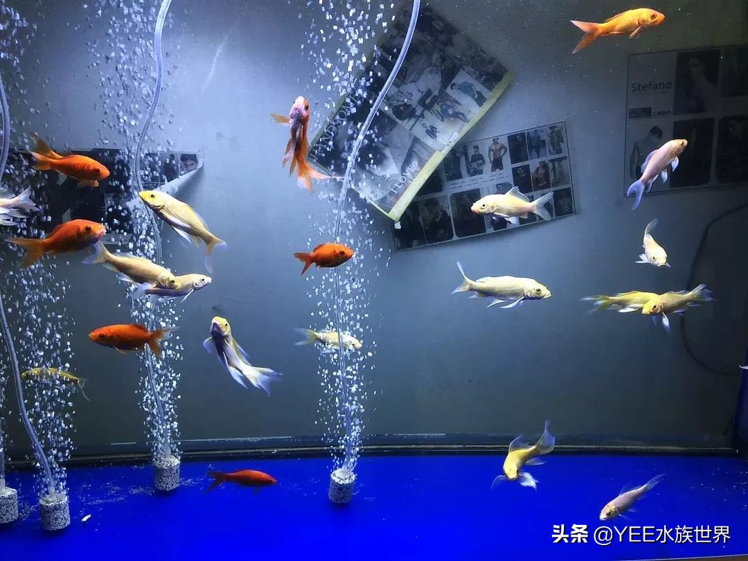 60草缸壁挂过滤推荐,草缸壁挂式过滤器