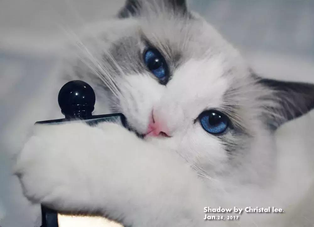 芦丹氏黄金分割众神的气息,芦丹氏黄金分割香水