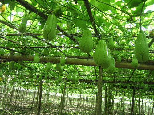 营养价值高且种植难度高的蔬菜,这十种蔬菜千万要注意了
