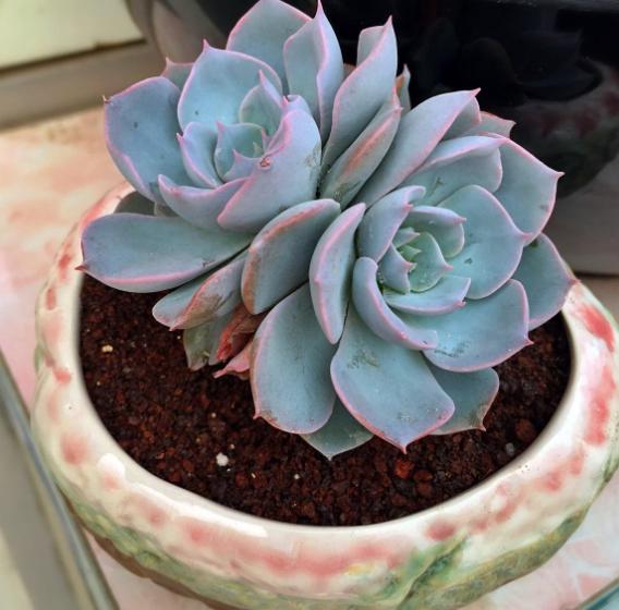 多肉蓝石莲叶片蔫蔫的是怎么回事,给蓝石莲多肉施肥施多了会怎么样