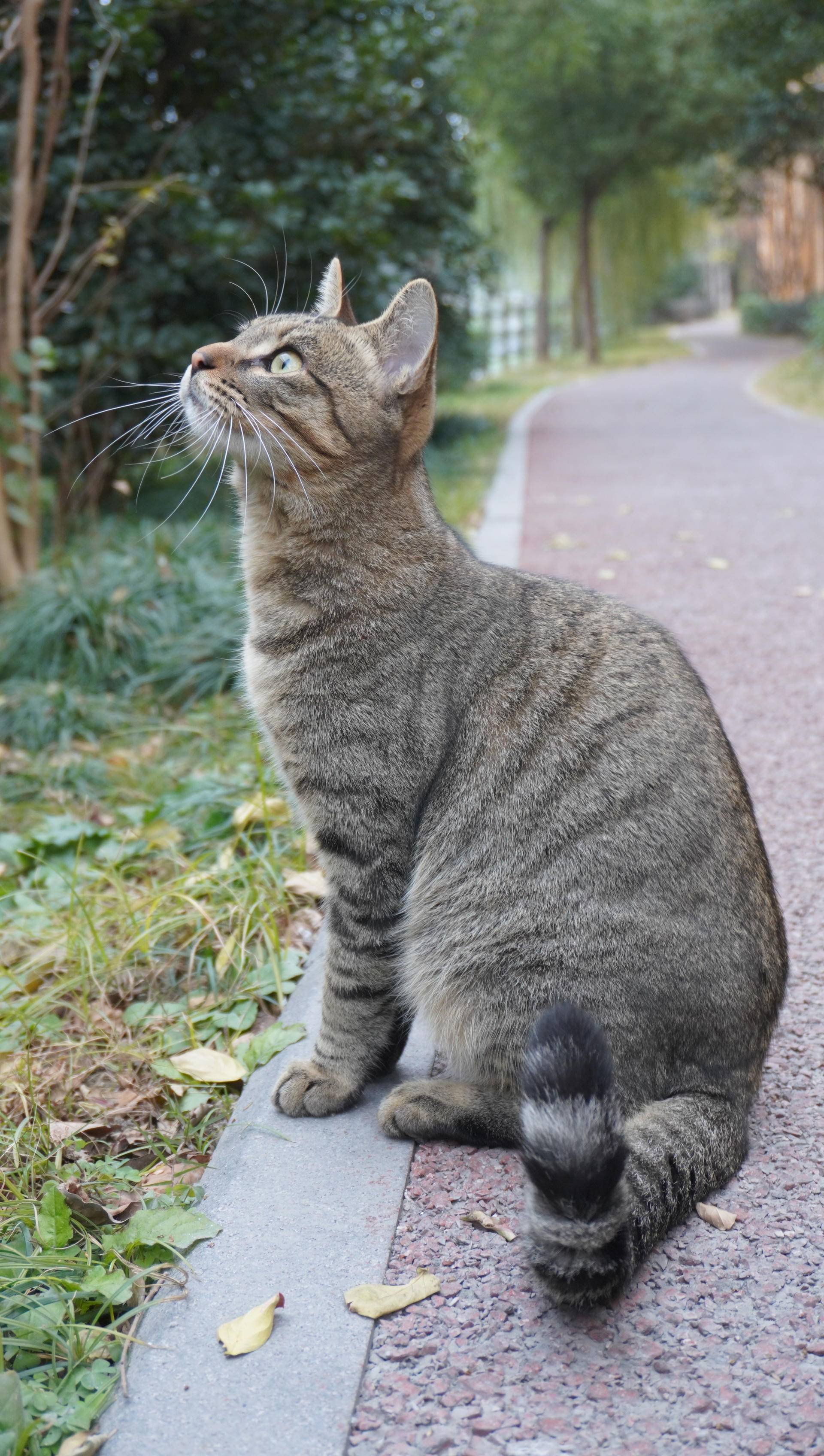 索尼微单6000与6100区别,索尼6100拍抖音评测