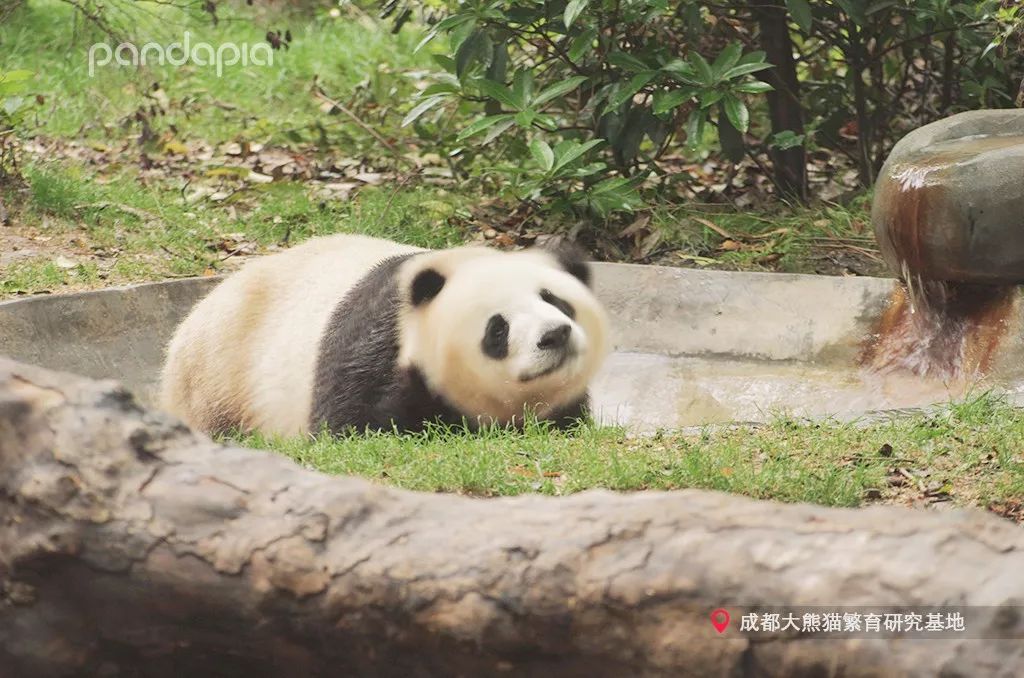原来大熊猫也喜欢游泳,大熊猫们集体洗澡