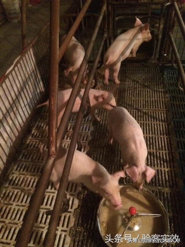 乳猪又吐奶又拉稀怎么办,乳猪腹泻好了之后怎么去护理