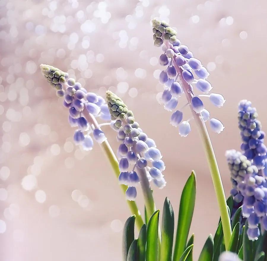 风信子花养护管理,风信子养护温度