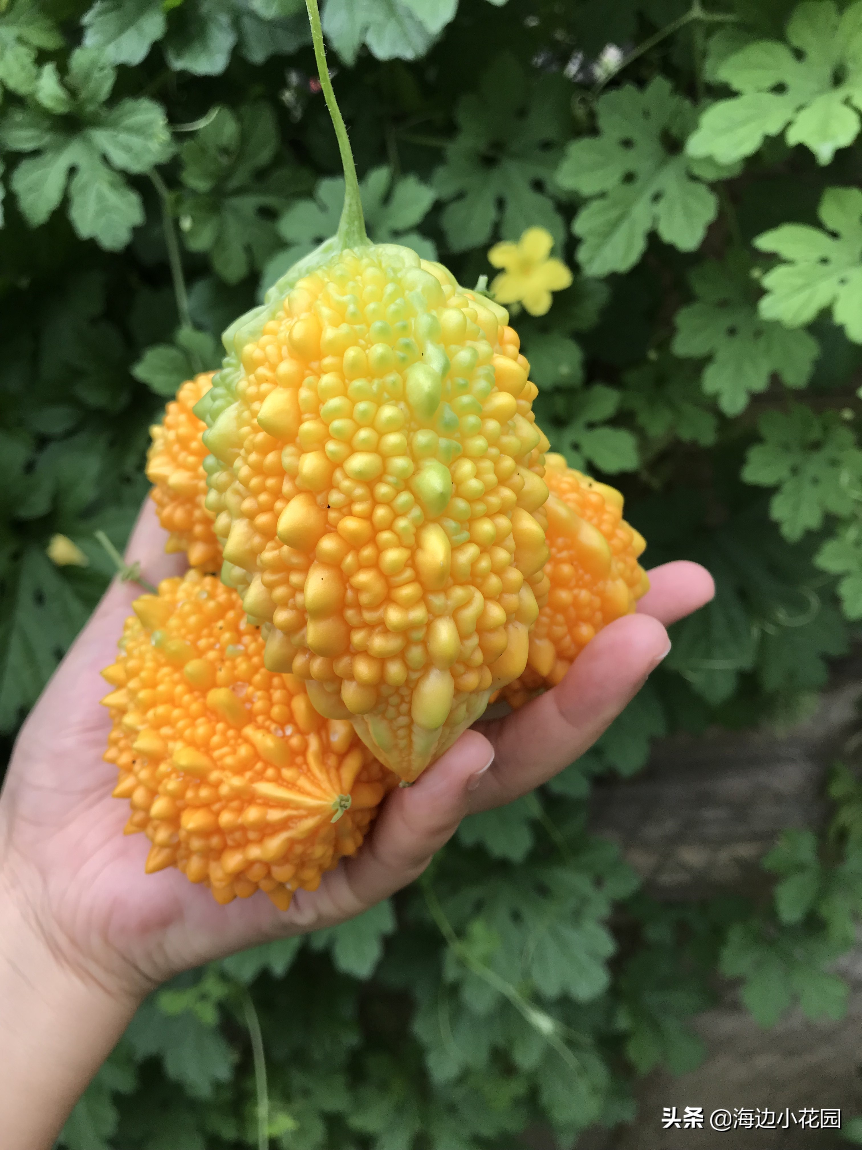 夏天的幸福味道,夏天的味道幸福满满