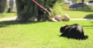 猫咪也要常晒太阳,猫咪也要瑜伽晨练吗