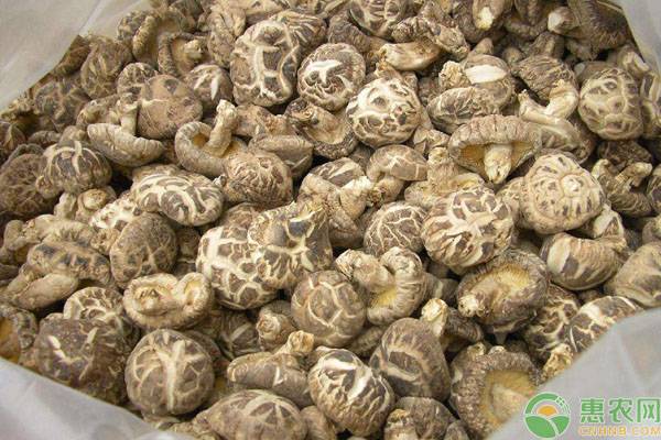 香菇多少钱一斤？行情如何？香菇产区最新收购价格行情