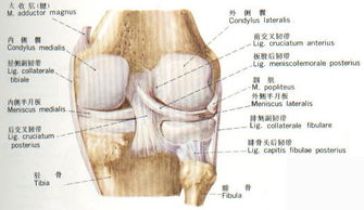 膝盖骨刺疼痛解决最好办法,膝盖骨刺疼痛怎么缓解