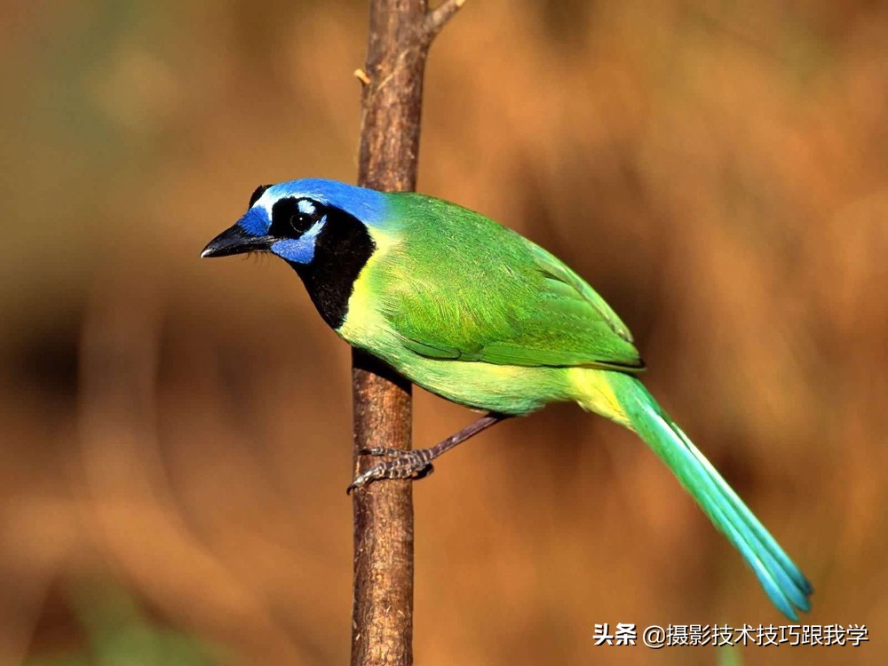 单反摄影入门必学的15个摄影知识,摄影知识学习视频教程全集免费