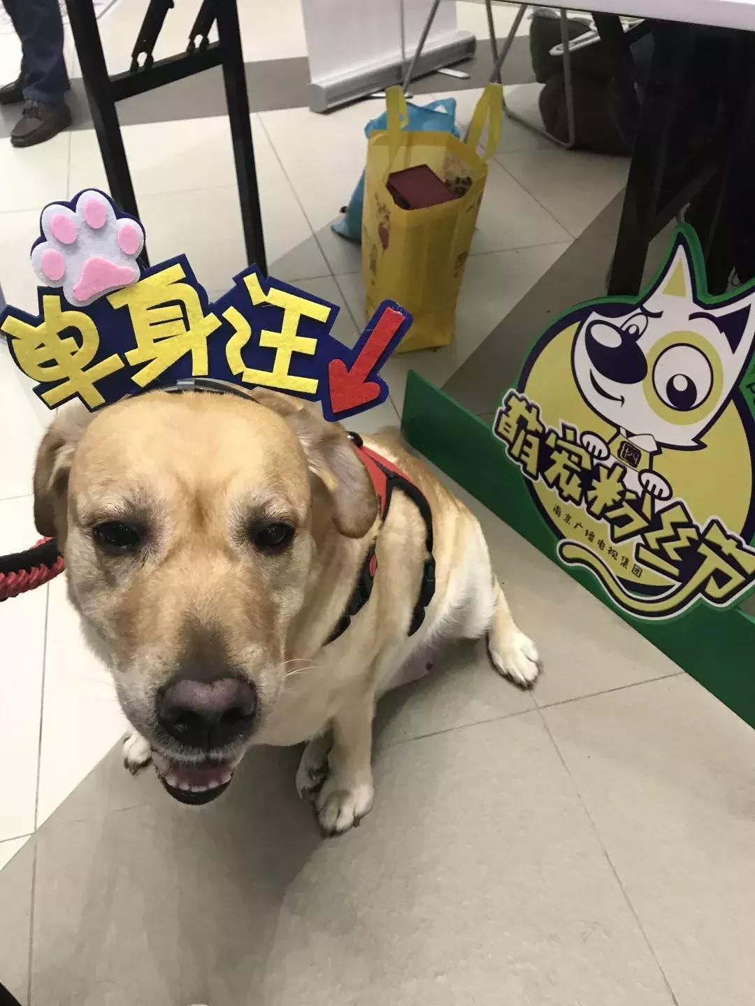 宠物生活节南京,南京宠物文化节活动