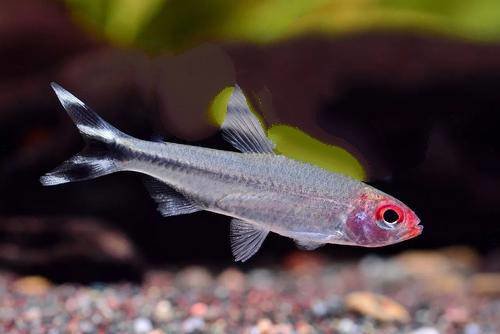 草缸灯鱼专用灯,适合草缸养的灯鱼