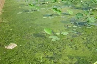 地里的野菜不认识拍照片怎么查,农田常见100种杂草图谱名称
