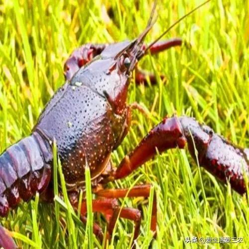 农村常见的野生动物有哪些,70年代的农村野生动物