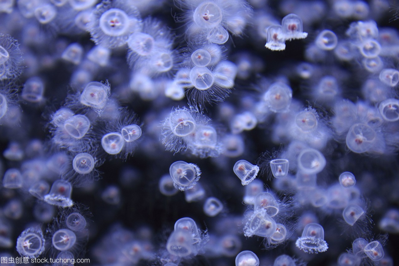 灯塔水母真的有不死之身,千年不死的灯塔水母