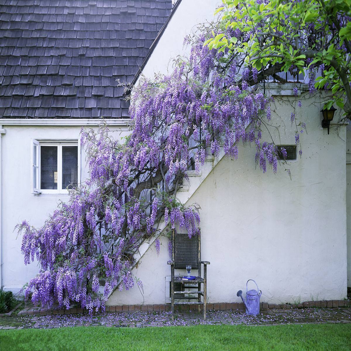 多头蔷薇爬藤一株能长多少,爬藤蔷薇一颗种子就是一株吗