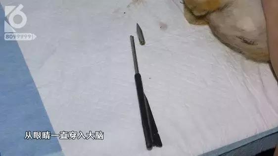 猫咪眼睛被刺了一下,小猫的眼睛被鱼叉刺穿